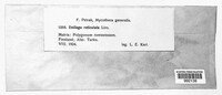 Microbotryum reticulatum image